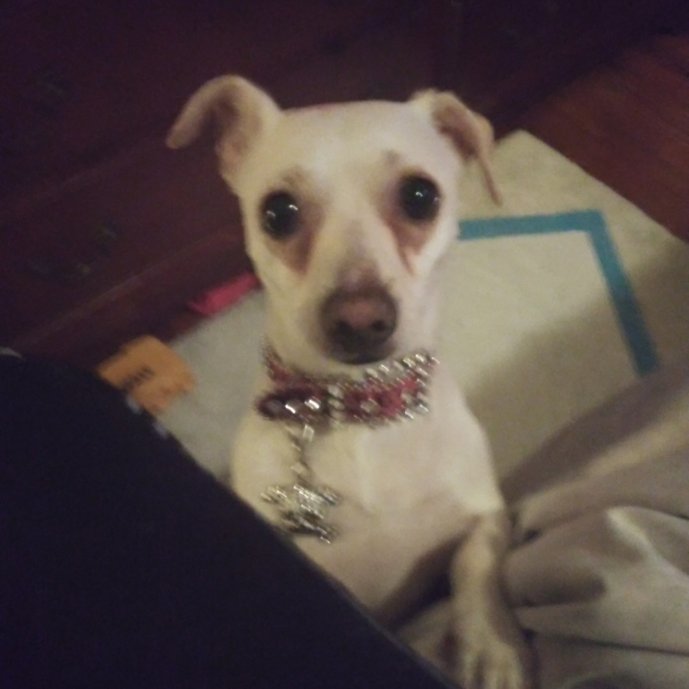Ms. SASSY